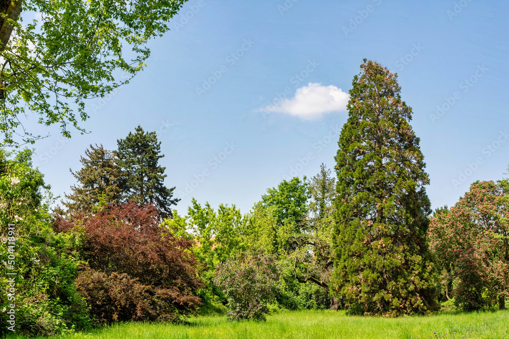 a spring landscape with trees