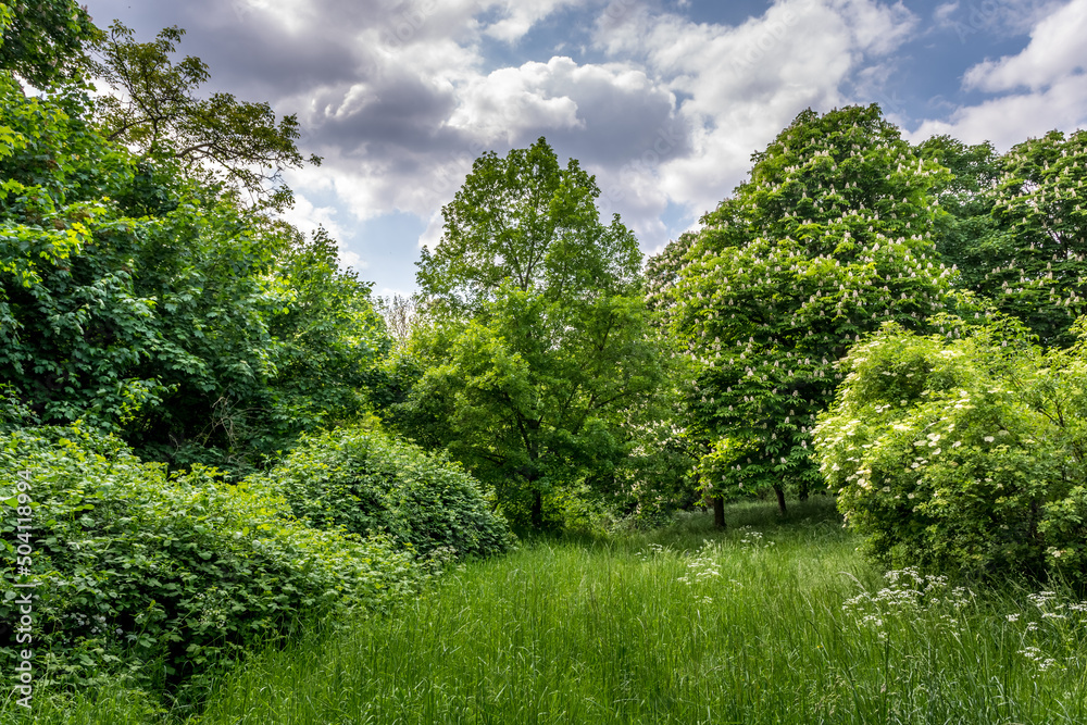 a spring landscape with trees in hdr optics a spring landscape with trees in hdr optics