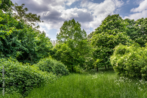 a spring landscape with trees in hdr optics