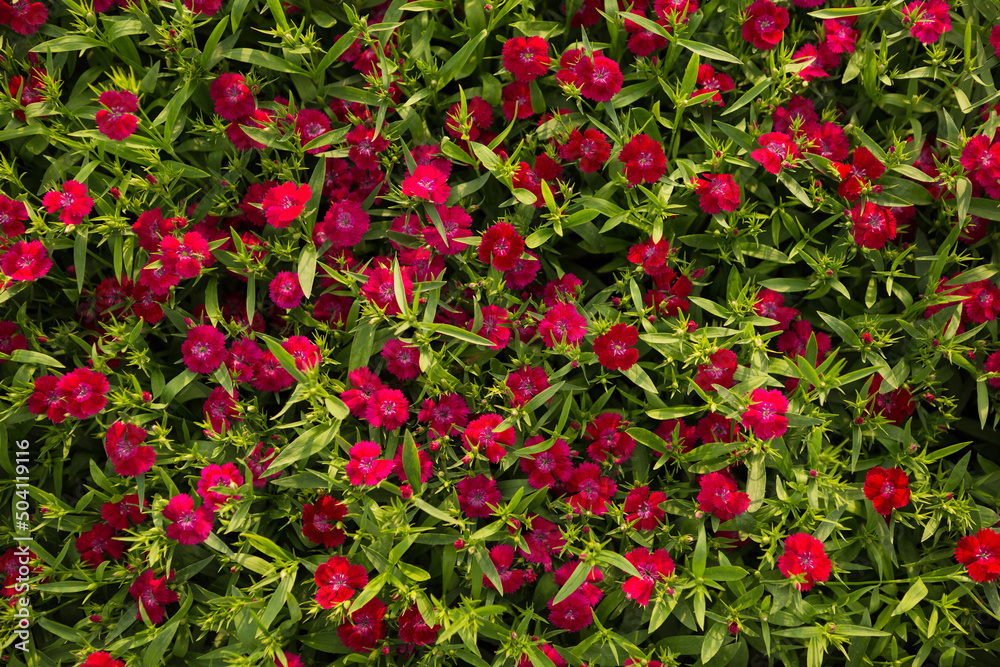 texture of red garden carnation flowers, surrounded by greenery