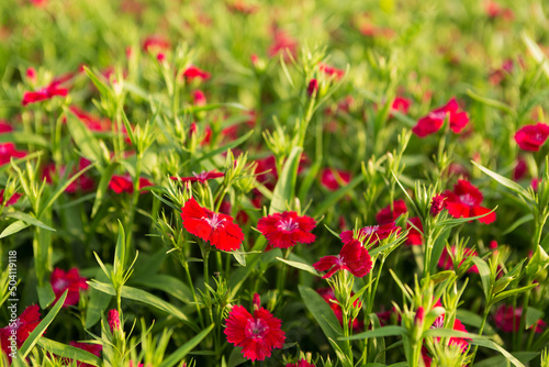 Εκτύπωση καμβά garden carnation plants with red flowers, close-up, selective focus