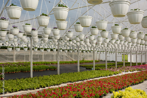 Slika na platnu a large greenhouse where decorative flowers are grown for home and garden