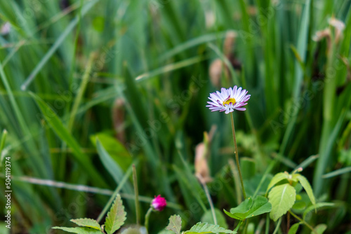 pink daisy flower