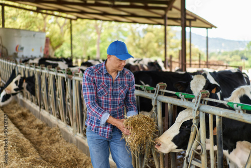 male worker on a cow farm