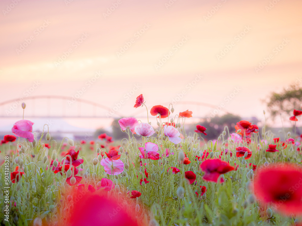 こうのす花まつり 夕焼けのポピー花畑