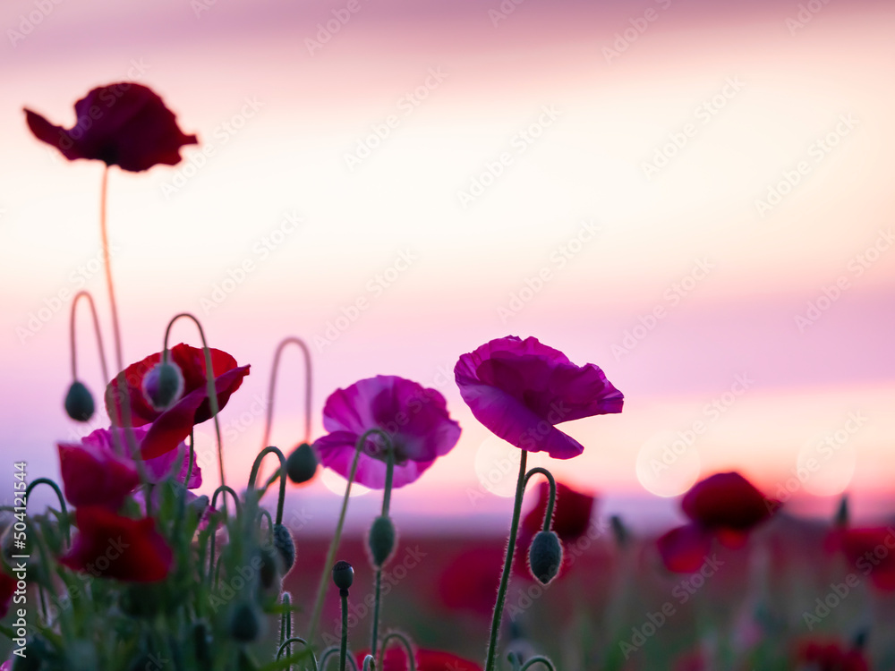 こうのす花まつり 夕焼けのポピー花畑