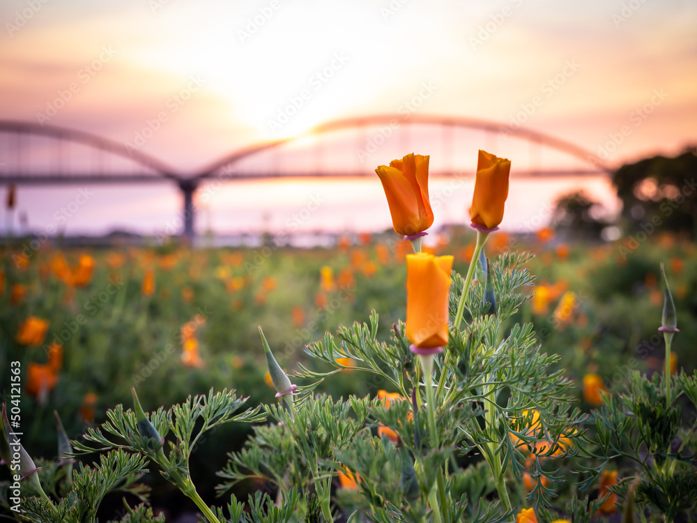 こうのす花まつり 夕焼けのポピー花畑の花菱草