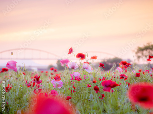 こうのす花まつり 夕焼けのポピー花畑