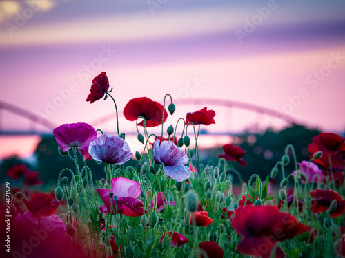Obraz na płótnie こうのす花まつり 夕焼けのポピー花畑 w salonie