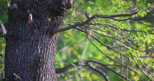 a tit flew out of a hollow tree