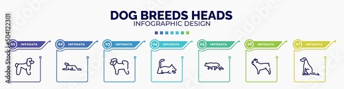 infographic for dog breeds heads concept. vector infographic template with icons and 7 option or steps. included poodle, border collie, bichon, laying cat, snowshoe cat, french bulldog, pointer dog