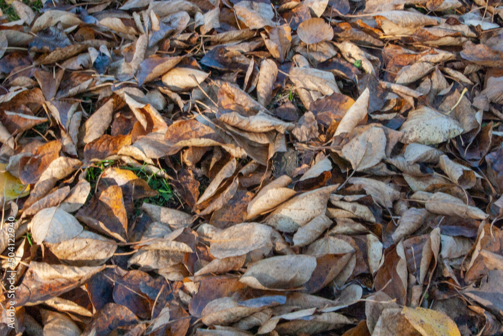 close up of leaves