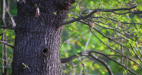 a tit landed in front of a hollow tree