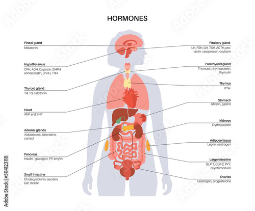 Hormones in female body