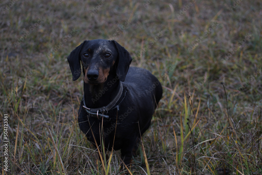 black labrador retriever