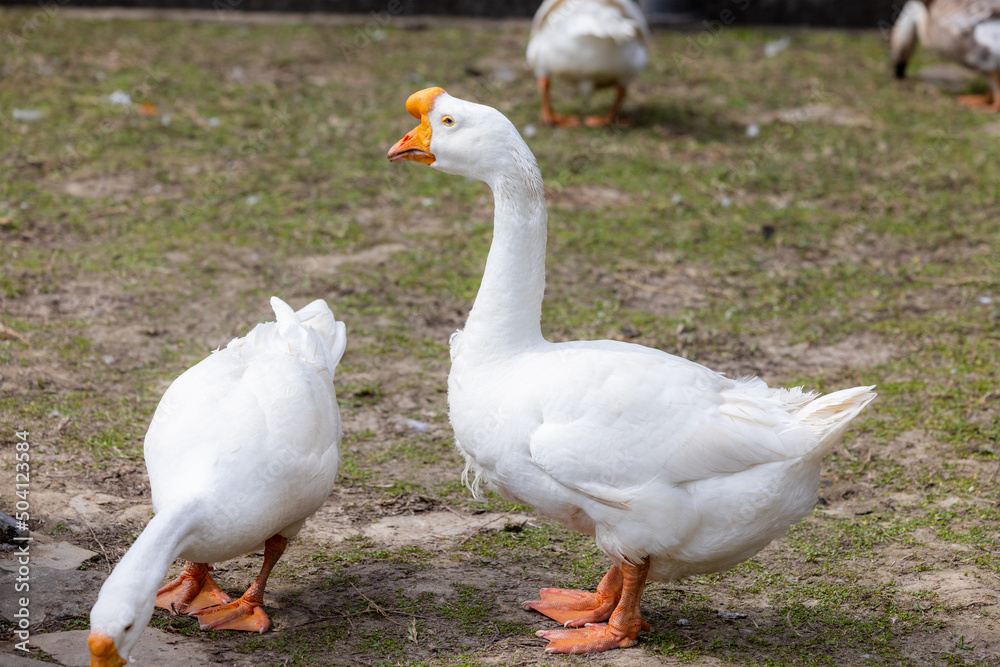 White geese at the farm White geese at the farm