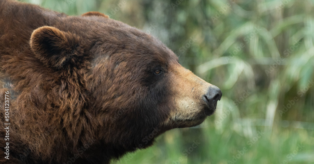 Obraz premium アメリカグマ