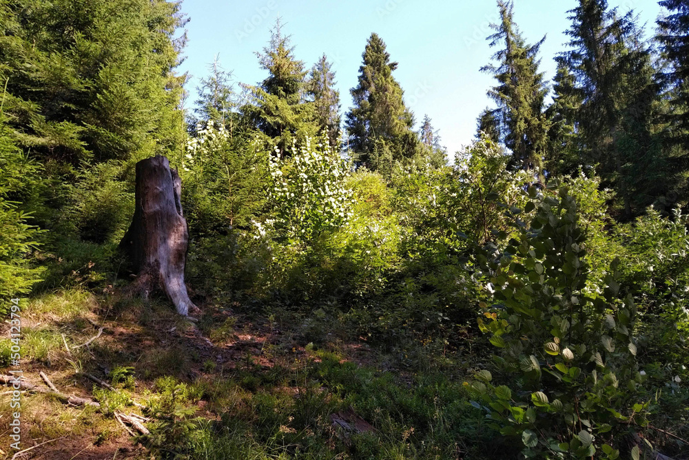 Fototapeta premium person in the forest