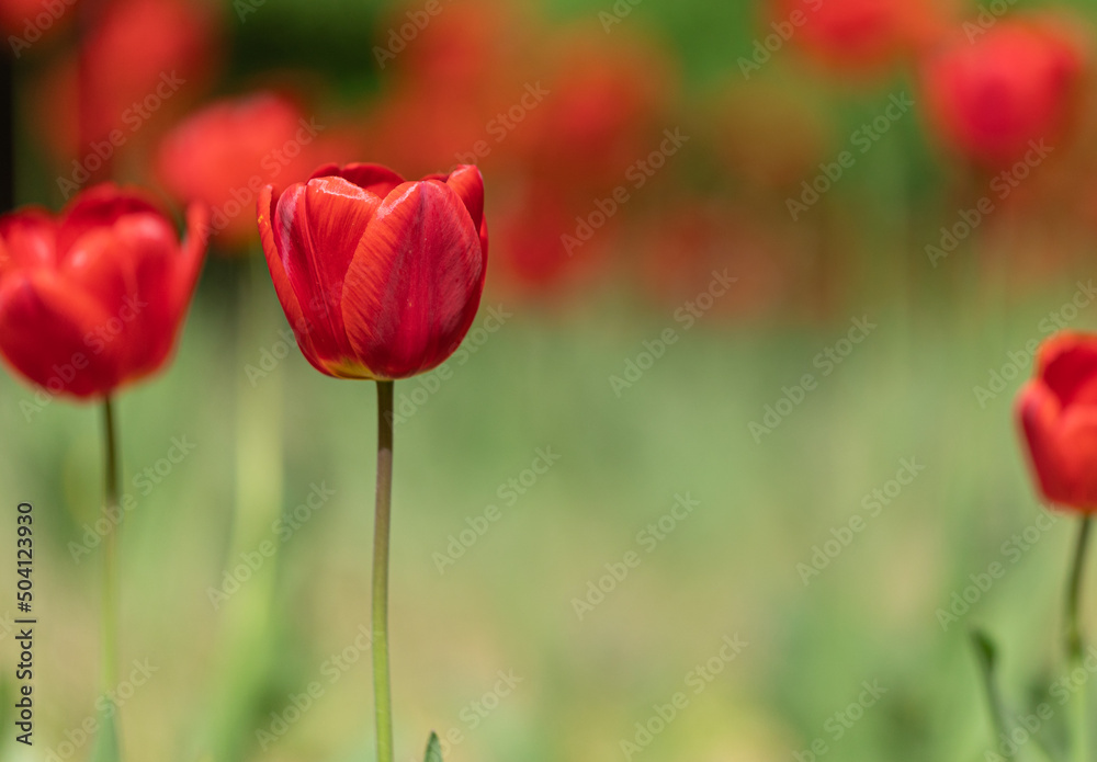 tulip on a yellow blurred background close up. copy space. mockup tulip on a yellow blurred background close up. copy space. mockup