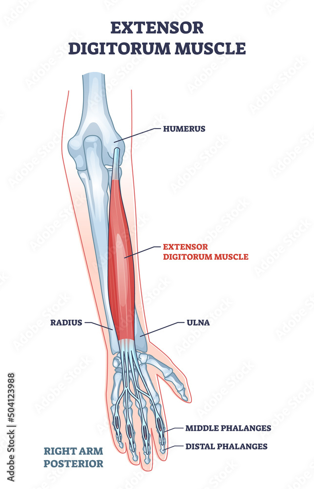 M Extensor Digitorum Communis Vecteur Stock Extensor digitorum muscle with human arm posterior view