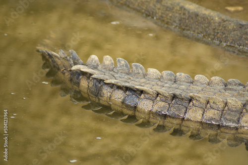 Crocodile tail in a river. Nile crocodile photo