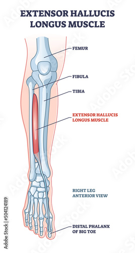 Extensor hallucis longus muscle with foot skeletal system outline diagram. Labeled educational scheme with human feet physiology vector illustration. Right leg anterior view with big toe phalanx bone.