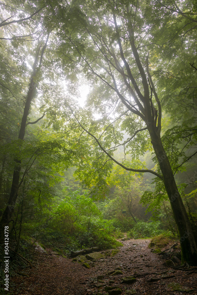 Interior de un hayedo (bosque de hayas) bajo la lluvia otoñal Interior de un hayedo (bosque de hayas) bajo la lluvia otoñal