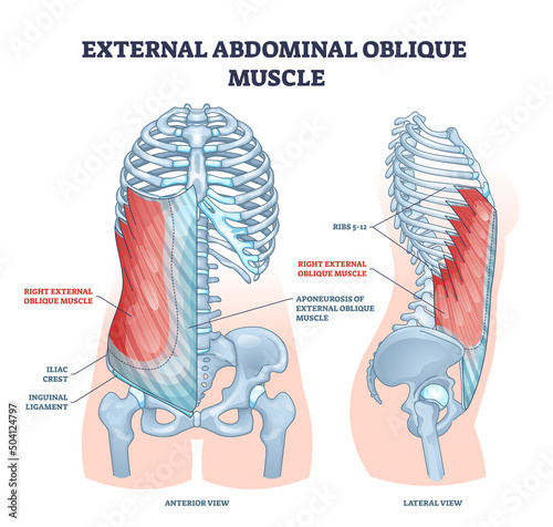 External abdominal oblique muscle with human ribcage bones outline diagram. Labeled educational scheme with hip iliac crest, inguinal ligament and aponeurosis anatomical location vector illustration. photo