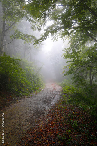 Camino en un bosque  hayedo  bajo la lluvia oto  al  niebla  bruma  humedad 