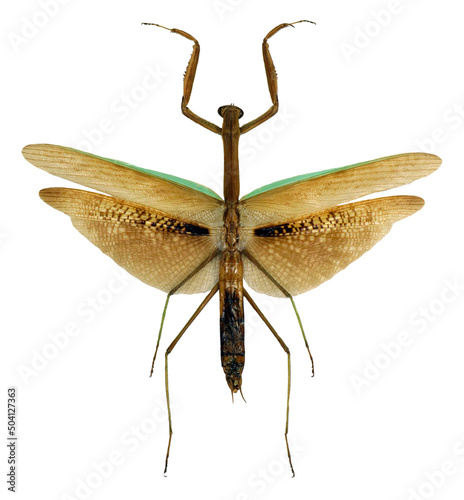 Giant tropical praying mantis insect Tenodera aridifolia with spread wings isolated on white. Collection insects. Mantidae. Entomology.  photo