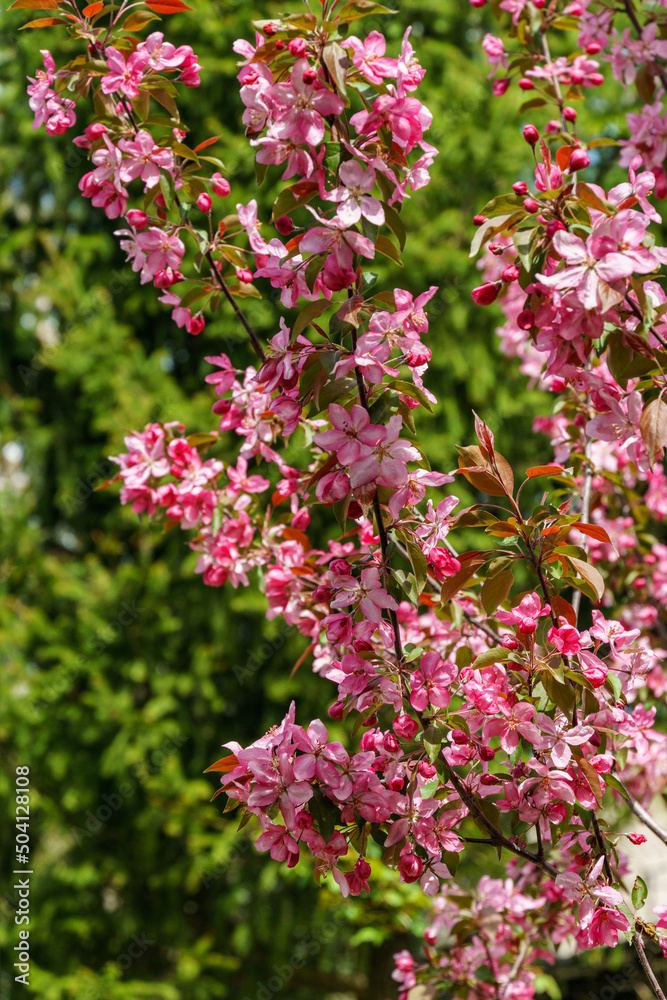 Purple flowers of Apple Malus 'Makowieckiana'. Dark pink blossoms in spring garden. This tree is a hybrid of 'Niedzwetzkyana' apple tree. Selective close-up focus Purple flowers of Apple Malus 'Makowieckiana'. Dark pink blossoms in spring garden. This tree is a hybrid of 'Niedzwetzkyana' apple tree. Selective close-up focus