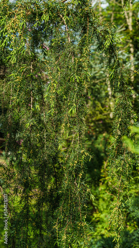 Tall Juniper Juniperus communis Horstmann in bloom in the garden. Beautiful needles and flowers on juniper branches. Nature concept for spring design. Selective focus photo