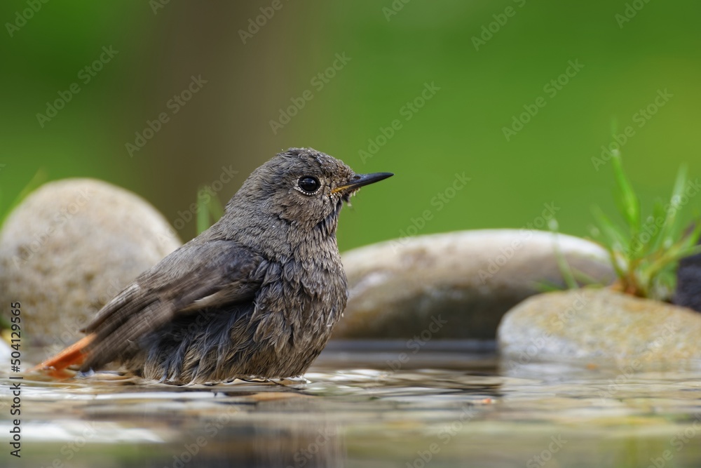 Female black redstart ( Phoenicurus ochruros) sits in the water of a waterhole. Moravia. Europe. Female black redstart ( Phoenicurus ochruros) sits in the water of a waterhole. Moravia. Europe.