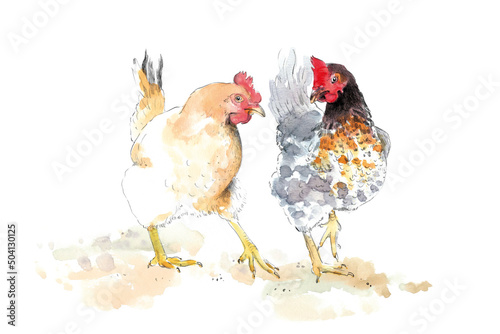 2 chicken / two hens

