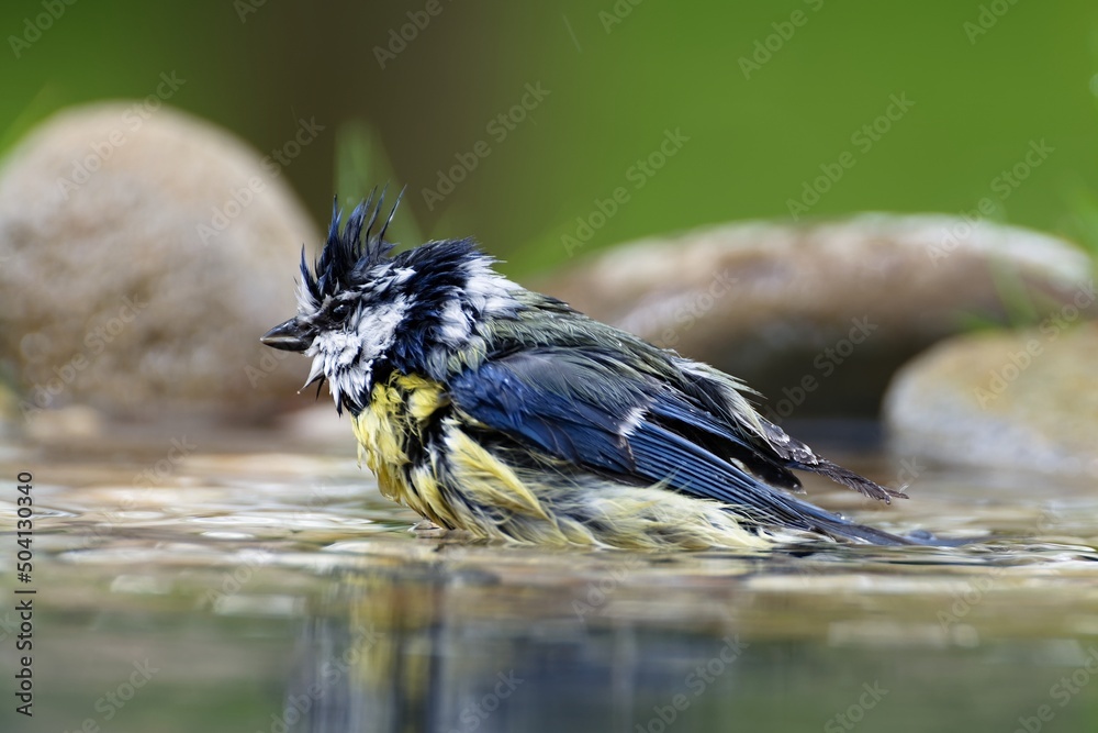 Fototapeta premium The blue tit bathes in a bird watering hole. He sprays water. Moravia. Europe.
