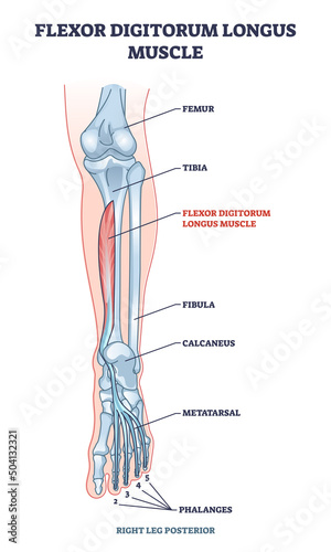 Flexor digitorum longus muscle with human leg and foot bones outline diagram. Labeled educational physiology scheme with phalanges and metatarsal skeletal and muscular system vector illustration. photo