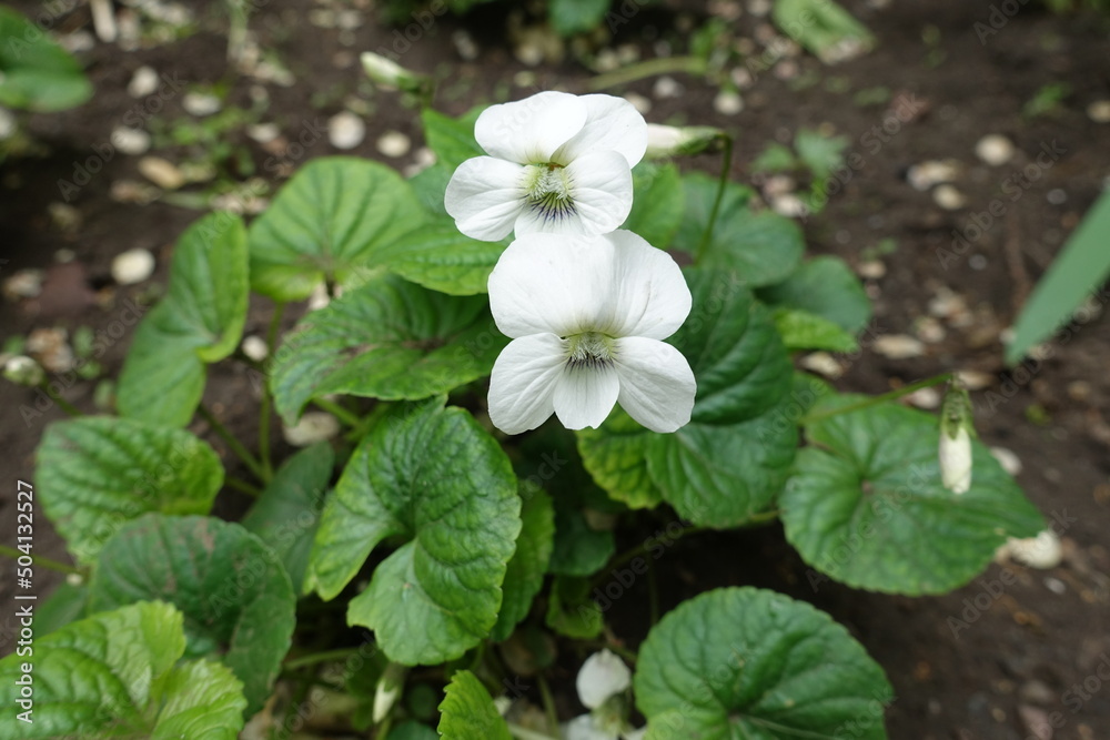 Two white flowers of Viola sororia albiflora in mid May Two white flowers of Viola sororia albiflora in mid May