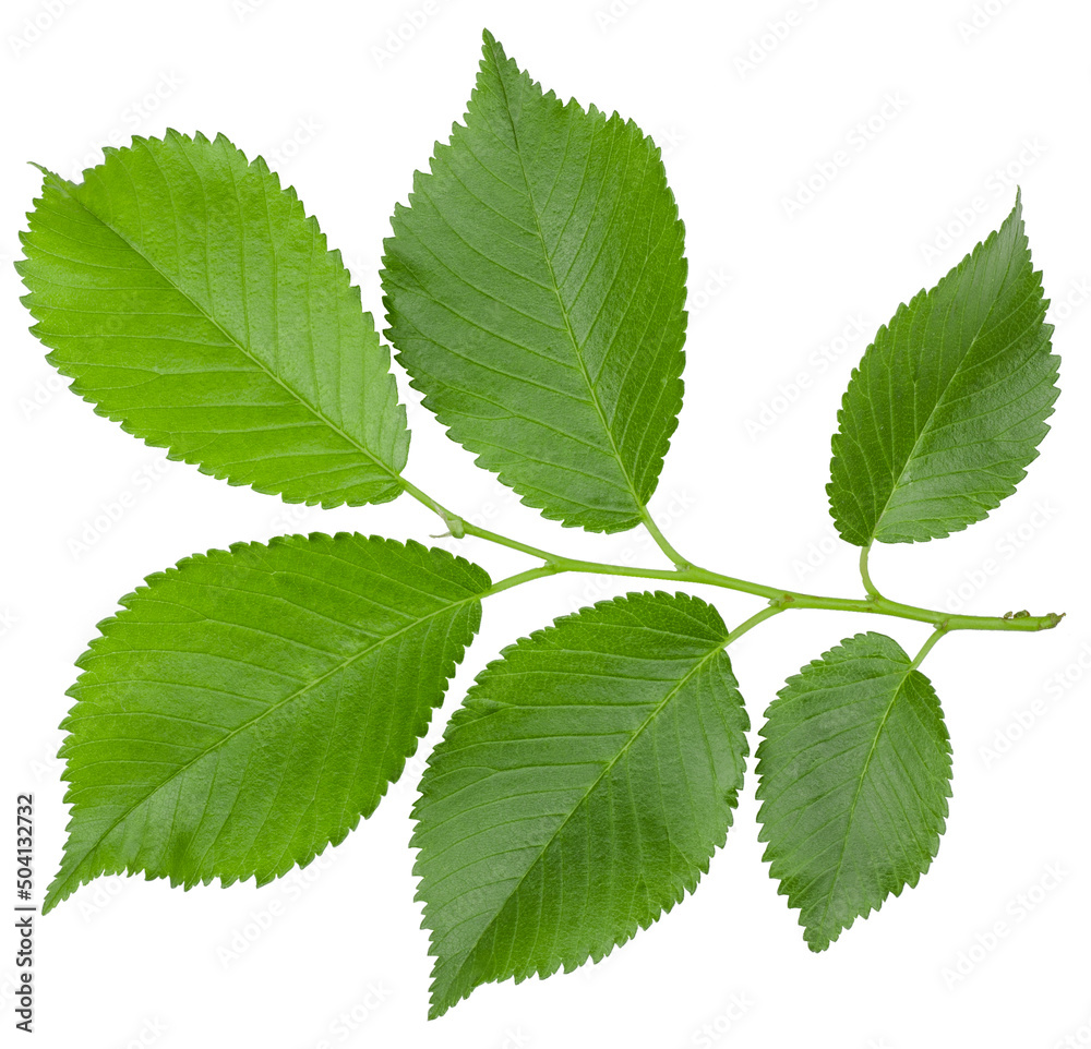 Green leaf elm isolated on white background Green leaf elm isolated on white background