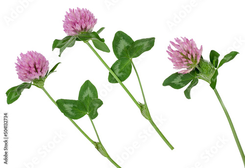 Clover flowers isolated on white background