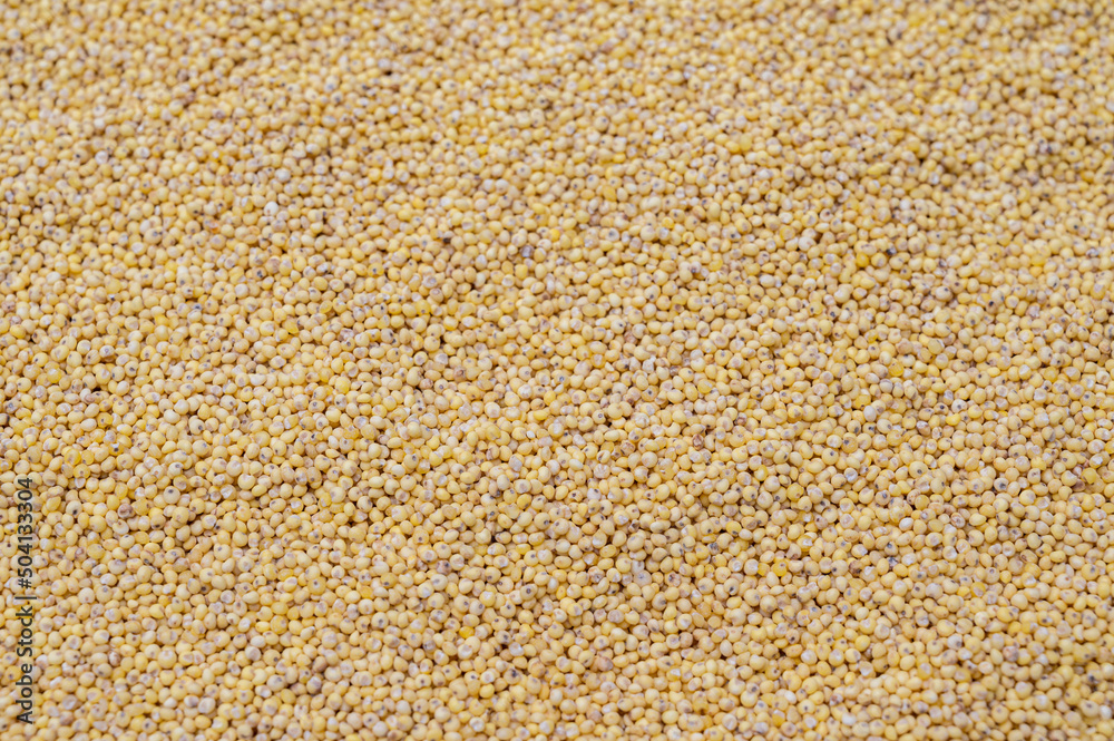 Millet top view background. Grain background.