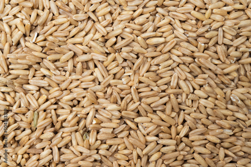 Oats top view background. Grain background. Oats top view background. Grain background.