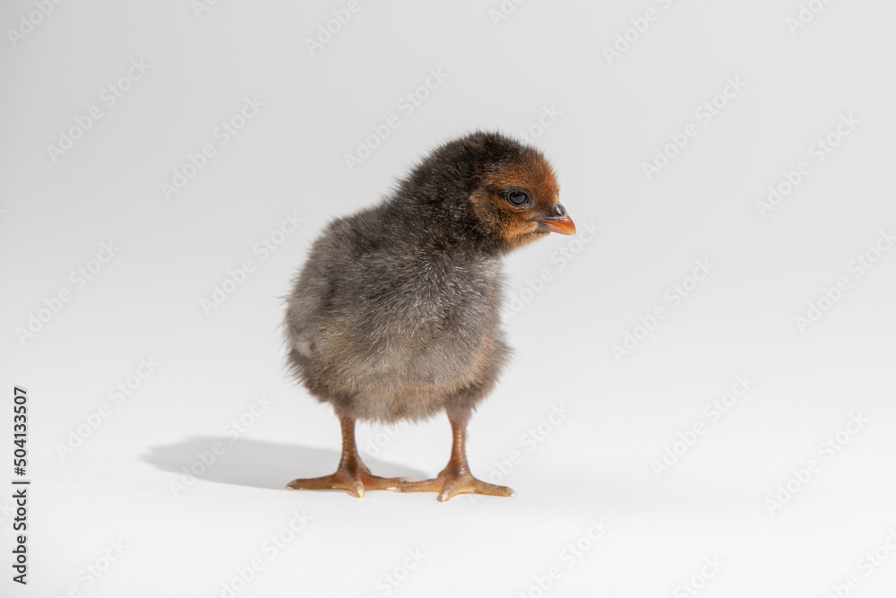 Cute little black baby chicken isolated on white background