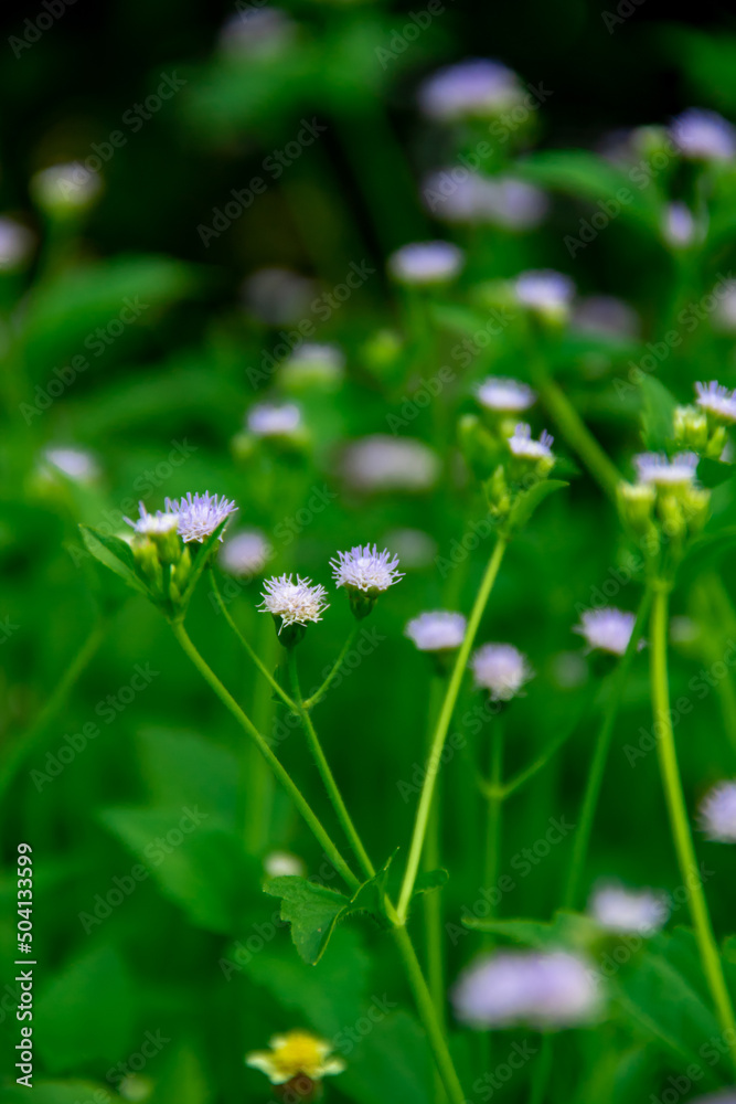 Such a beautiful grass flower background is in the garden Such a beautiful grass flower background is in the garden