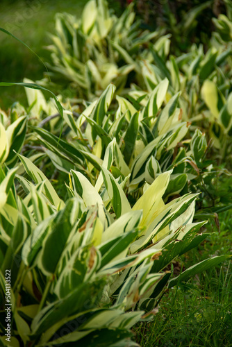 Alpinia zerumbet plant in the garden
