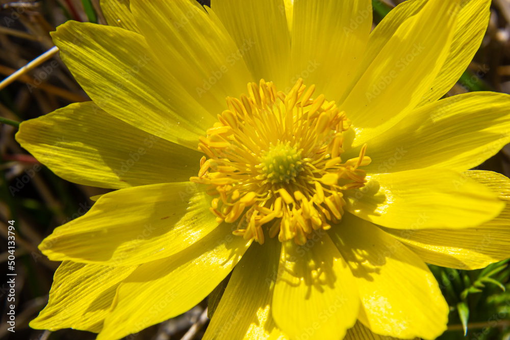 Adonis vernalis is a perennial flowering plant in sping garden. Adonis vernalis is a medicinal plant. Yellow Adonis flowers in natural background Adonis vernalis is a perennial flowering plant in sping garden. Adonis vernalis is a medicinal plant. Yellow Adonis flowers in natural background