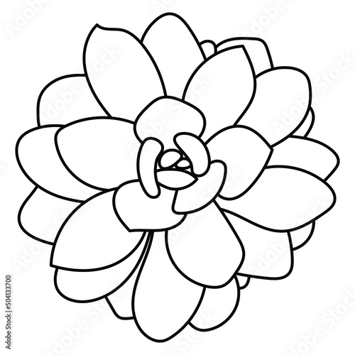 Succulent echeveria. Doodle vector illustration. Drawing Flower for print. Outline sketch plant.