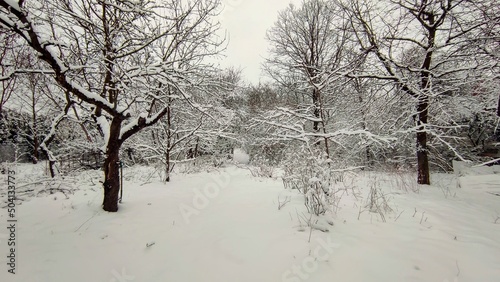 Zima w ogrodzie © Krzysztof