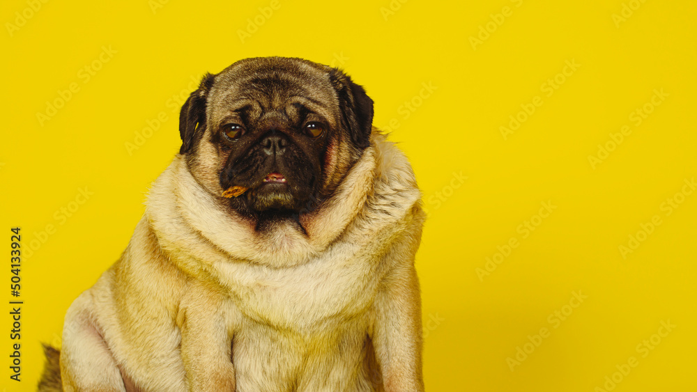 Obraz premium Cute pug with dog treats in his mouth on a yellow background. Charming pet pug sitting on a yellow background in the studio and looking at the camera