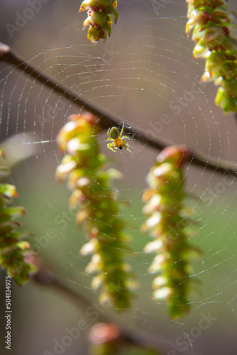 a small spider on a cobweb, on a sprig of hornbeam with a flower. Spring, in the natural environment.