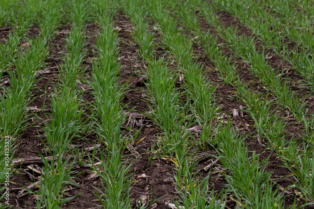 Obraz premium rows of green young shoots , the concept of agriculture, planted wheat or rye field